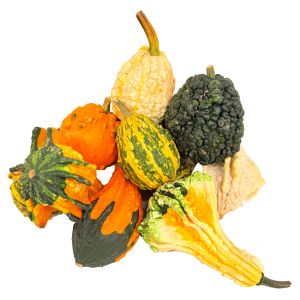 Dekoratiivkõrvits kg